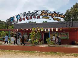 Pd ostrich show farm (port dickson) : Visit Pd Ostrich Show Farm On Your Trip To Port Dickson Or Malaysia