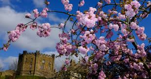 The best of kc and the sunshine band. Flowers Bloom And Trees Blossom In The Spring Sunshine On Palace Green In Durham Chronicle Live