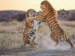 Life Is A Constant Fight For Territory The Minute You Stop Fighting For What You Want Then What You Dont Want Save The Tiger Bengal Tiger Cat Tiger Images