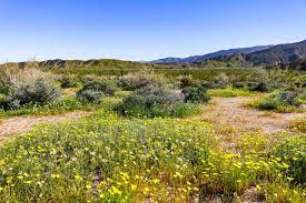 Check spelling or type a new query. Anza Borrego Desert State Park Wildflowers Bloom 2021 Guide