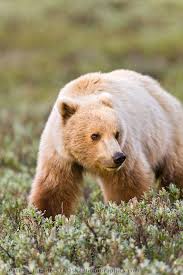 Grizzly Bear In Autumn Tundra Alaskaphotographics Com Grizzly Bear Animals Animals Beautiful
