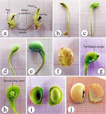 Image result for Dolichos pseudocajanus