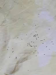 Cockroaches are usually brown or black and can be. Identifying Tiny Black Flying Bugs Thriftyfun