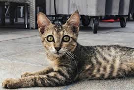 We dug into our data to find out what pet parents nationwide are naming their feline family. 200 Striped Cat Names The Paws