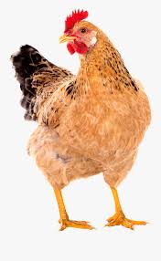 Take a look around using our 15+ cameras with chat controlled pan zoom functions. Hen Clipart Live Chicken Chicken Hen Png Free Transparent Clipart Clipartkey