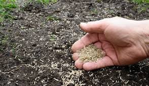Through overseeding, you can do spread grass seeds on top of your existing lawn. Can You Just Sprinkle Grass Seed On Your Lawn Crate And Basket