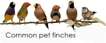 The best way to attract finches to your backyard is to offer the proper feed in your feeder. What Do Finches Eat How To Attract Finches Food