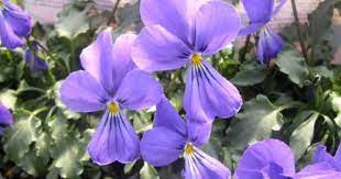 Plant List Viola Little Gem Perennials Plants Garden Center
