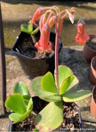 Image result for Kalanchoe velutina
