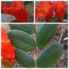 Image result for Spermacoce mauritiana
