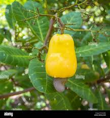 Image result for Anacardium occidentale