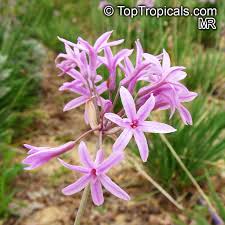 Image result for Tulbaghia alliacea