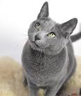 Are Russian Blue cats hypoallergenic? Tips for Families ...