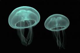 Cnidaria
-radial symmetry
-diploblasty