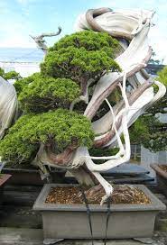 Bonsai So Interesting Bonsai Tree Bonsai Tree Types Bonsai Tree Care
