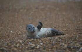 Bbc Nature Uk Secret Seals Of The South East