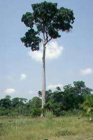 Image result for Khaya anthotheca