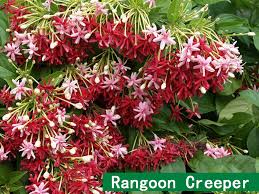 Rangoon Creeper Smells Sweetly Like Murraya Plants House Plants Flowers