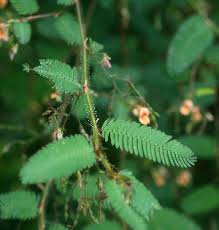 Image result for Aeschynomene elaphroxylon