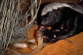 Maybe you would like to learn more about one of these? Honey Badger Vs Cobra
