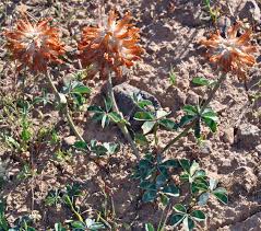 Image result for Trifolium masaiense