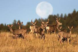 A Disease That Causes Deer To Act Like Zombies Is Spreading Across The Country Colorado Mule Deer Hunting Mule Deer Hunting Mule Deer