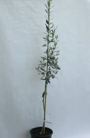Hardiness:nocellara del belice is hardy to 10° f. Nocellara Del Belice 2 Gal Olive Trees Plants Green Olive Tree