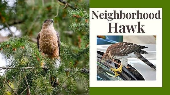 Cooper's Hawk: Your Neighborhood's Deadliest Hunter