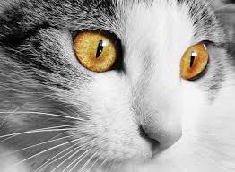It can normally be treated by washing your eyelids every day. Eye Infections In Cats Types Symptoms Causes Diagnosis And Treatment Pethelpful By Fellow Animal Lovers And Experts
