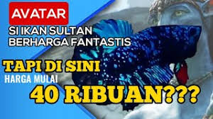 Cupang avatar merupakan salah satu jenis dari cupang plakat. Peternak Ikan Cupang Avatar Youtube