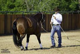 Groundwork Exercise 2 Backing Angles Goal To Be Able To Back The Horse Up In A Straight Line Turn 90 Degrees And Horse Riding Tips Horse Exercises Horses