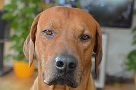 Top 200 Old Man Names For Dogs Old Man Names Pet Names Dog Names