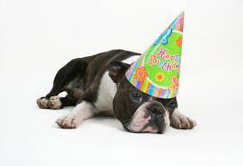 Check spelling or type a new query. Boston Terrier Birthday Photos Free Royalty Free Stock Photos From Dreamstime