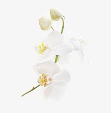 White Orchid Decoration Pattern White Orchid Flowers Png Transparent Clipart Image And Psd File For Free Download Orchids Orchid Flower White Orchids