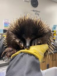 Letter e meaning for the name echidna it is physical and inventive. Say Hello To An Australian Echidna One Of Only Two Mammals In The World That Lay Eggs Called Monotremes This Little Girl Was Brought Into My Work Awwducational