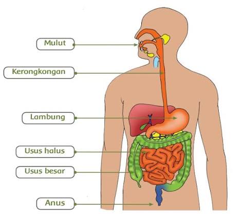 Website Resmi Sekolah SDN 13 Kota Bima