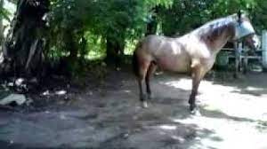 The mongol horse is smaller and needed much less supply than other horses, making the mongols more mobile. Iberoamericano Horse Caballo Youtube