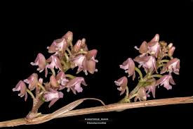 Image result for Polystachya concreta (red-flowered form)