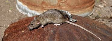 How can you recognise the signs of a rat infestation? How To Get Rid Of Rats Western Exterminator