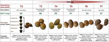 This presentation will help consultants, growers and other practitioners in north america understand potato growth and development as it impacts yield and quality. 16s Rrna Gene Based Microbiome Analysis Identifies Candidate Bacterial Strains That Increase The Storage Time Of Potato Tubers Scientific Reports
