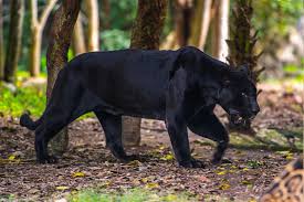 Image result for Panther Black 2001 Puma