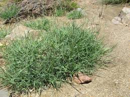 Image result for Dichanthium