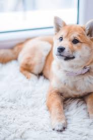 Meine katze pinkelt immer auf dem teppich. Teppiche Fur Haustierbesitzer Tipps Im Benuta Blog