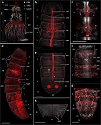 Created by butch hartman, steve marmel, kevin sullivan. Insights Into Mud Dragon Morphology Kinorhyncha Allomalorhagida Myoanatomy And Neuroanatomy Of Dracoderes Abei And Pycnophyes Ilyocryptus Springerlink