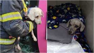 Muere 'Chicharrón', perrito rescatado tras el choque de un taxista- Grupo  Milenio