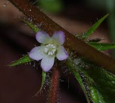 Image result for Melochia melissifolia