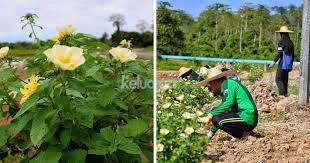 Kebakaran hutan/lahan berulang hampir setiap tahun di indonesia. Kawalan Secara Biologi Untuk Elak Serangan Babi Pada Tanaman Salah Satunya Dengan Tanam Pokok Bunga Turnera Keluarga