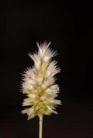 Image result for Enneapogon