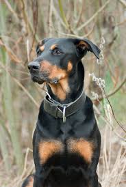 250 hunde in der station in cegléd/ ungarn und weitere fellnasen in naxos/ griechenland, welche ohne ihre und unsere hilfe nur sehr geringe lebenschancen haben oder ein leben am limit führen müssen. Dobermann In Not Dobermannseite De