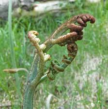 Image result for Pteridium